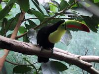 iamtoucan