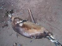 deadsealion