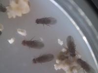 fruitflies